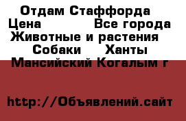 Отдам Стаффорда › Цена ­ 2 000 - Все города Животные и растения » Собаки   . Ханты-Мансийский,Когалым г.
